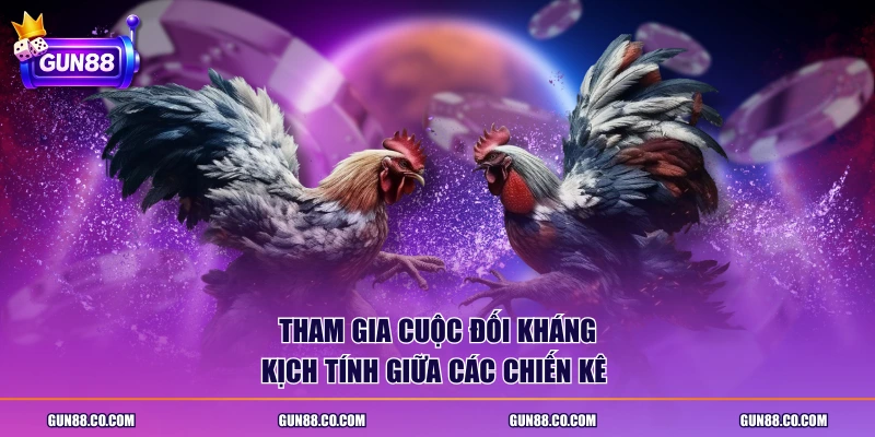 Tham gia cuộc đối kháng kịch tính giữa các chiến kê 